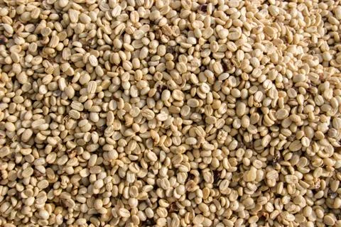 Raw white coffee seed for drying process to make coffee Stock Photos