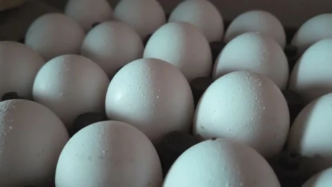 Raw White Eggs Nestled Individually Inside Segregated Pockets of a Molded Grid S Vídeo Stock 344035918
