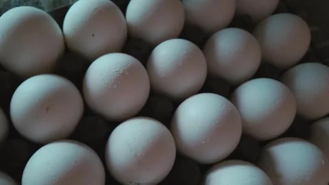 Raw White Eggs Nestled Separately Inside Individual Slots of a Structured Stacki Stock Footage 344035915