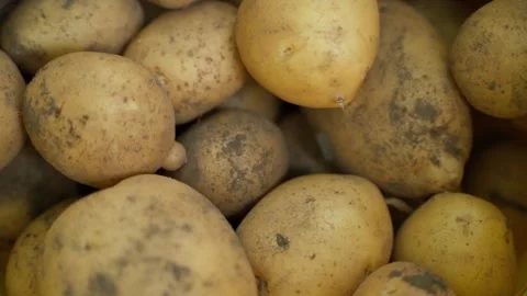 Raw white potato closeup, smooth camera motion Stock Footage 243058940