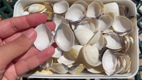 Raw White Seashells – Natural Mollusk Shells for Crafts or Decoration Stock Footage 313805564