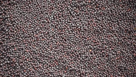 Raw whole black Mustard Stock Footage 152210064