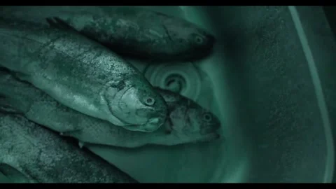 Raw Whole Fish Stacked in Sink Under Cold Blue LED Light Vídeos de archivo 342149382