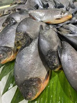 Raw Whole Pomfret Fish Arranged On Ice Counter. Fotos de archivo