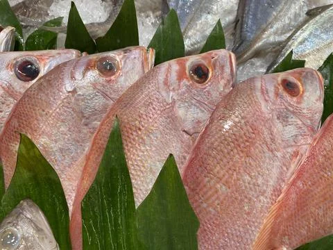 Raw Whole Red Snapper Displayed On Fresh Ice Counter. Fotos de archivo
