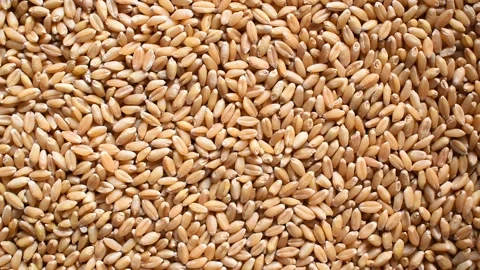 Raw whole wheat Stock Footage 152506596