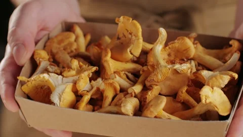 Raw wild chanterelles mushrooms in rustic wooden box close up food, with forest Stock Footage 251817588