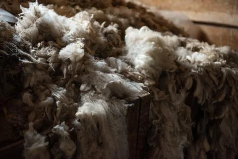 Raw wool after sheep shearing Stock Photos
