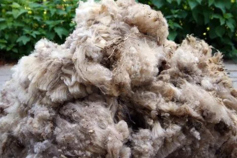 Raw wool background Stock Photos