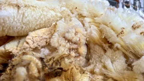 Raw Wool Fiber Close-Up in Textile Mill Displaying Soft Texture Stock Footage 328585124
