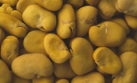 Raw Yellow Broad bean macro close up Stock Photos
