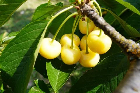 Raw Yellow Cherries Foto stock