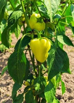 Raw yellow peppers Stock Photos