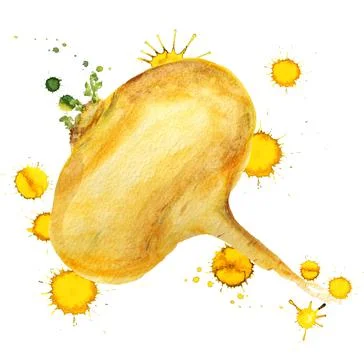 Raw yellow turnip Stock Illustration