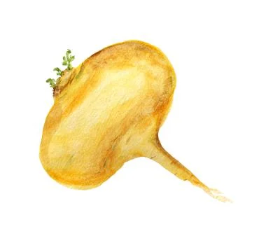 Raw yellow turnip Stock Illustration