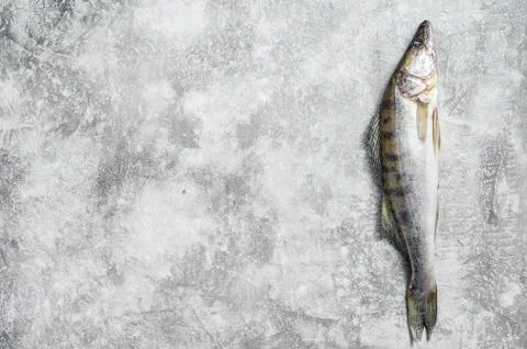 Raw zander, walleye fish. Gray background. Top view. Copy space Stock Photos