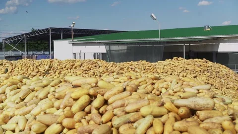 Raw Zucchini in a vegetable processing plant. Modern plant for Zucchini Stock Footage 129265820