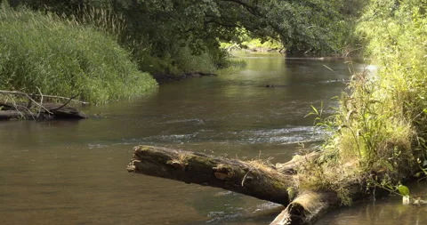 Rawka River - small forest river. Vídeo Stock 339107913