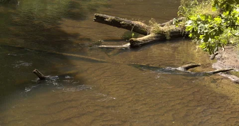 Rawka River - a small forest river, Poland, Europe. Stock Footage 340605806