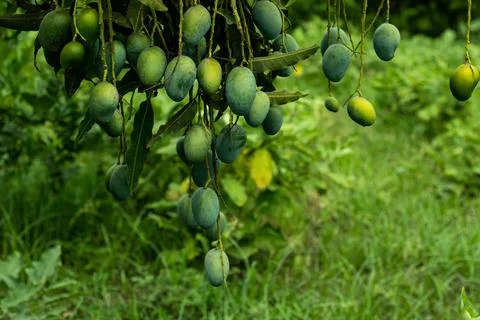 RAWORR~1 Stock Photos