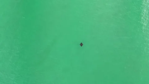 Ray Alone in The Gulf Stock Footage 285746242