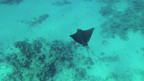 Ray and sea Stock Footage 138202625