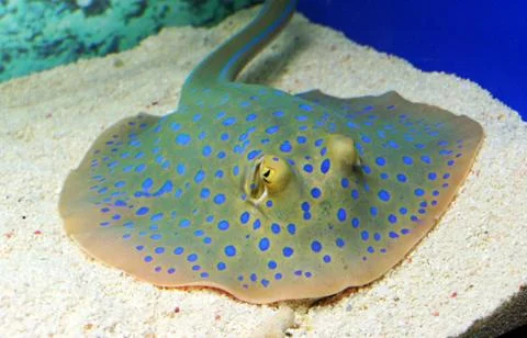 Ray in aquarium Foto stock