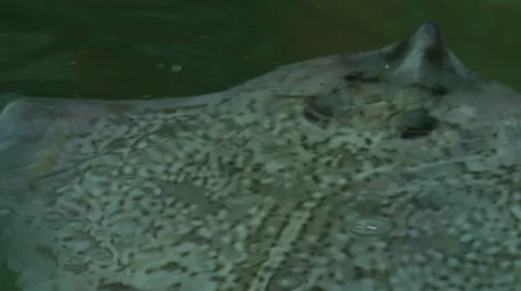 Ray fish in aquarium Stock Footage 67569009