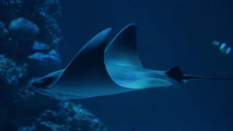 Ray fish | Batoidea | Naru eagle ray | Stingrays | Aetobatus narutobiei Stock Footage 230240830