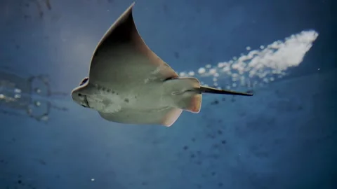 Ray fish, a belly view from below, swims in blue water illuminated by the sun's Stock Footage 241828563