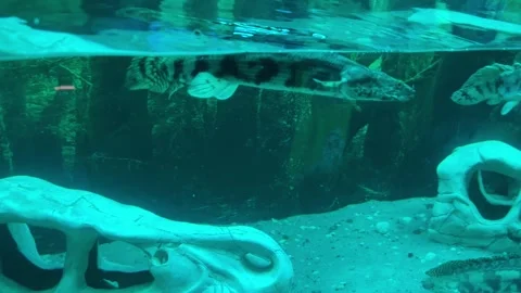 Ray fish or Senegalese polypterus in an aquarium Stock Footage 253546936