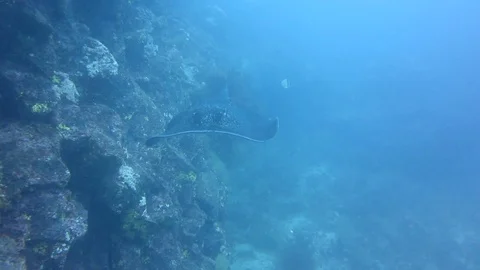 Ray fish while diving in galapagos Video stock 127241863