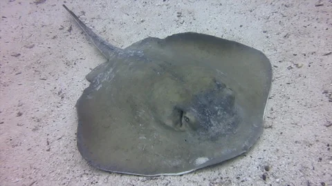 Ray fish while diving in galapagos Video stock 127242192