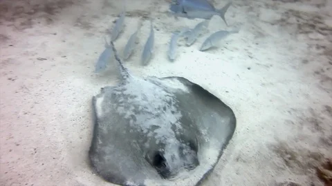 Ray fish while diving in galapagos Video stock 127242587