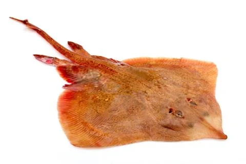 Ray Fish On White Stock Photos