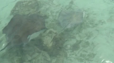 Ray Stock Footage 22341801