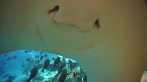 Ray Stock Footage 169701418