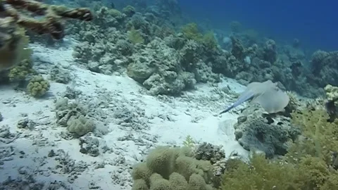Ray gracefully glides through a vibrant red sea coral garden Stock Footage 312488173