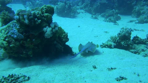 Ray Is Hiding Under Corals And Swims Away Over A Sandy Ocean Floor 4K Stock Footage 68033552