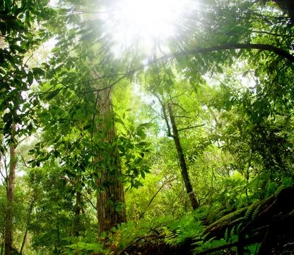 Ray of Hope Stock Photos