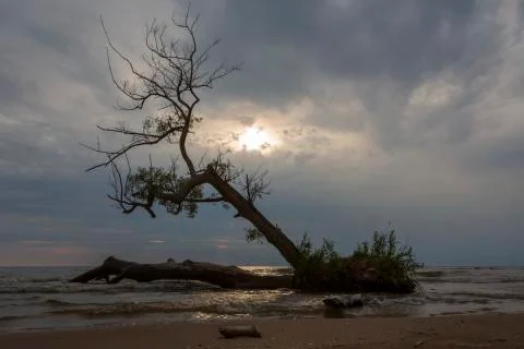 A ray of light breaks through a cloudy sky to illuminate a tree growing on a Stock Photos