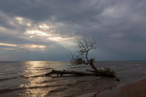 A ray of light breaks through a cloudy sky to illuminate a tree growing on a Stock Photos