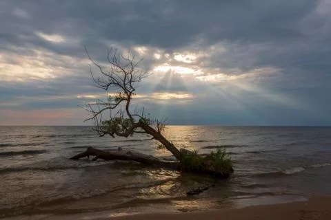 A ray of light breaks through a cloudy sky to illuminate a tree Stock Photos