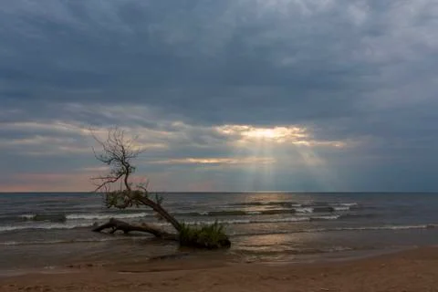 A ray of light breaks through a cloudy sky to illuminate a tree Stock Photos
