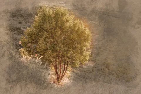 A ray of light breaks through the dramatic sky at sunset and hit a solitary tree Stock Illustration