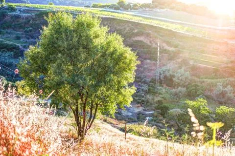 A ray of light breaks through the dramatic sky at sunset and hit a solitary tree Stock Photos