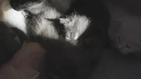 Ray of light comes in bundled kittens Stock Footage 143360253