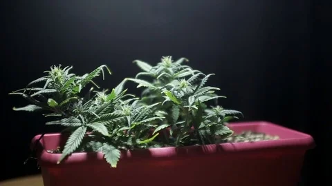 A ray of light in a dark room illuminates hemp sprouts in a red plastic box Stock Footage 102673552