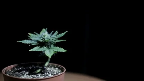 A ray of light in a dark room illuminates a small cannabis sprout in a pot Video stock 107337635