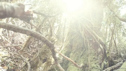 Ray of light entering through the leaves Stock Footage 109200124